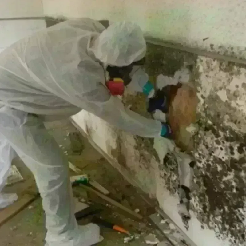 Mold Remediation and Removal in Port Huron, MI